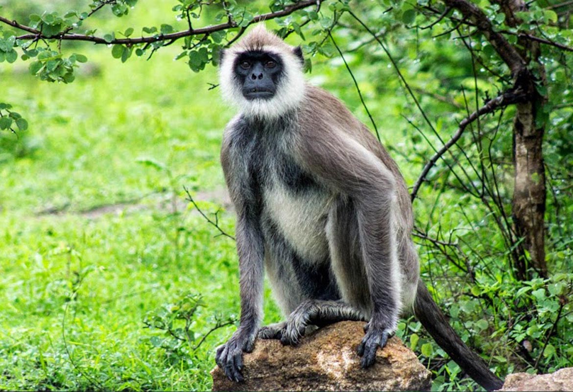 Yala National park